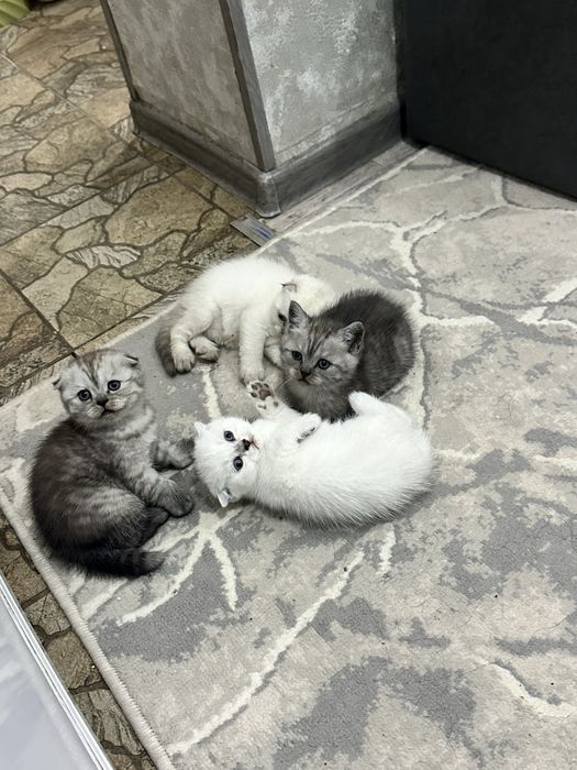 Котята шотланские