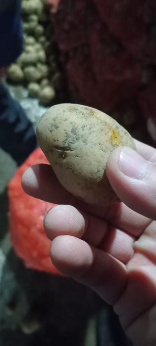 Картошка сорт Гала оптом