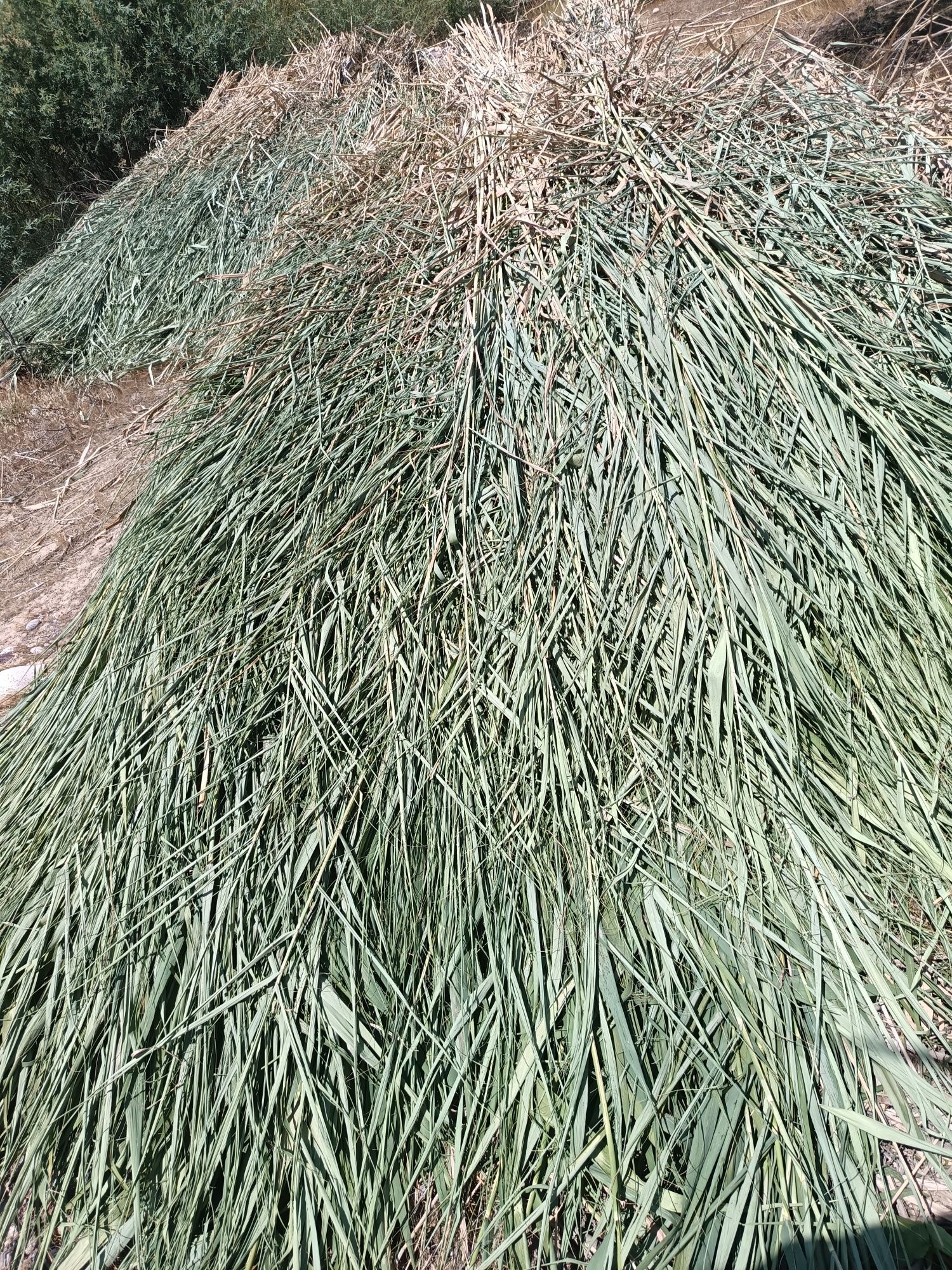 kamich bor lombazga