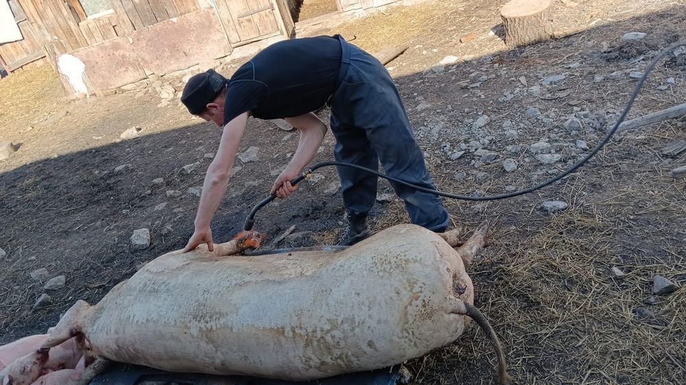 Продам мясо Свинина 2500,Гуси опт 3900 роз 4200