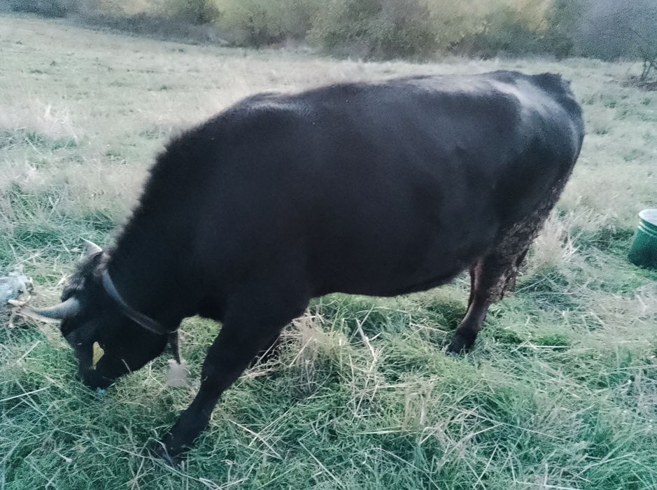 Мъжко теле за коледа 320-350кг