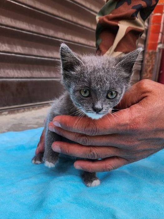 Kotyata v dobrie ruki