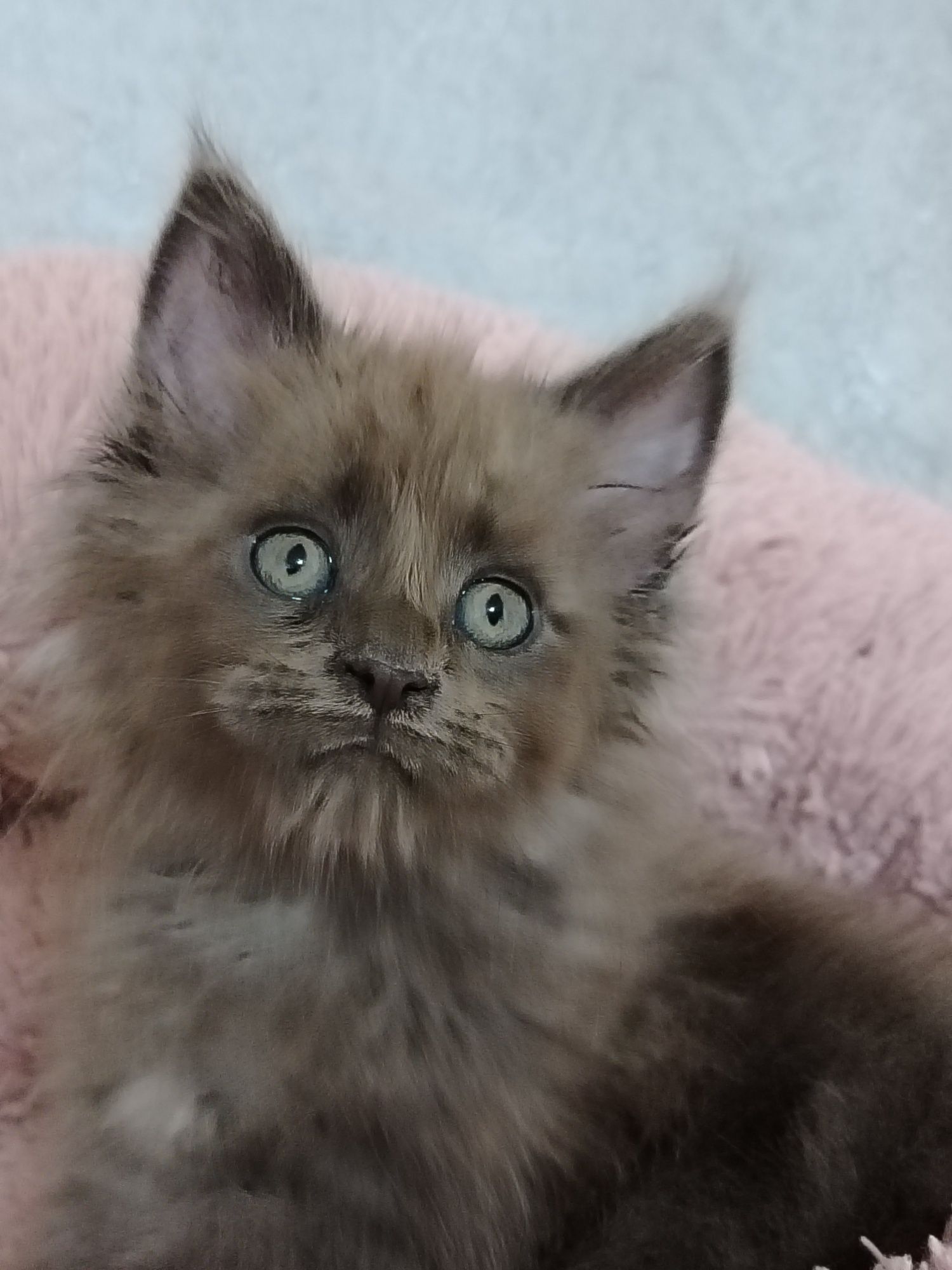 Котята из питомника