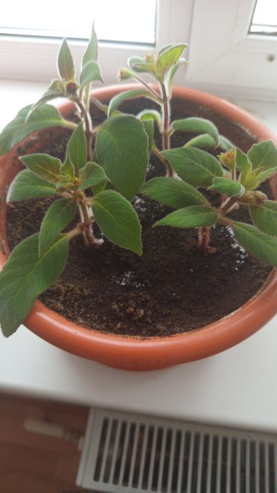 Продам комнатные растения