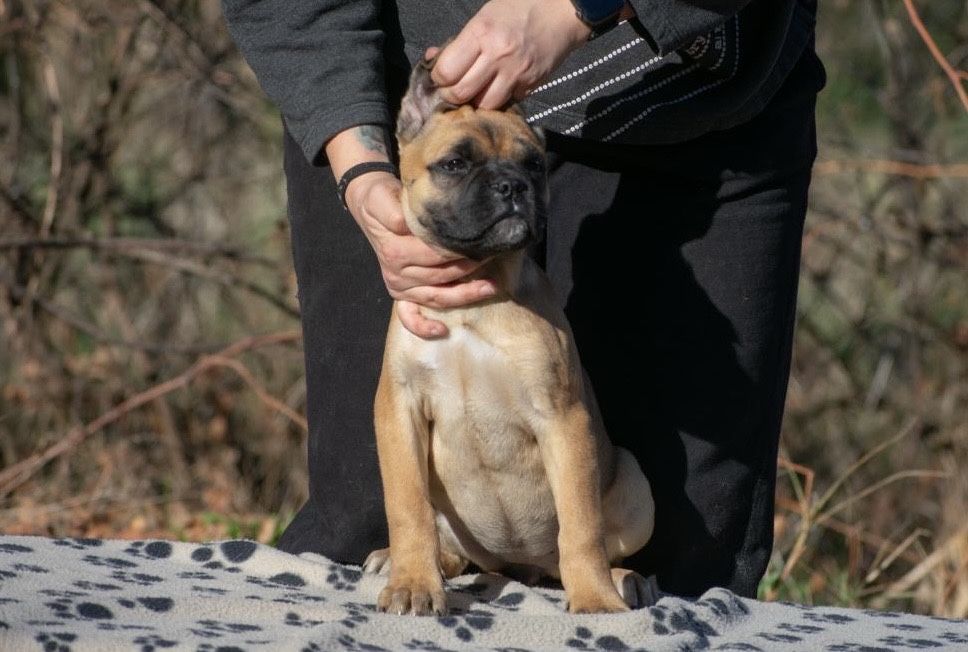 Cane Corso 4 Luni  femelă