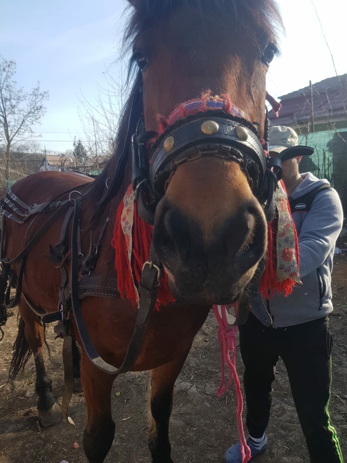 De vanzare iapa buna trece pe incercate