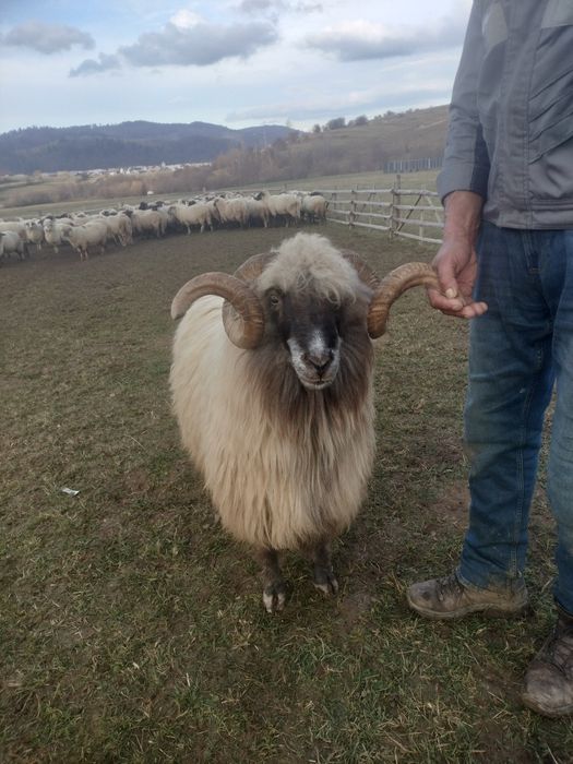 Vând berbec țurcan