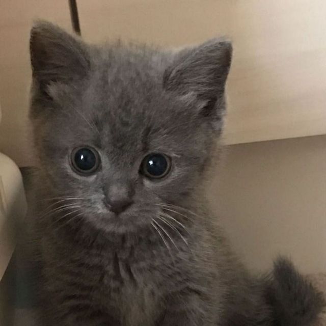 Британская кошка