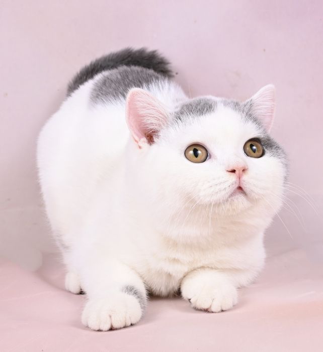 Pisicuta British Shorthair   alb & albastru harlequin cu pedigree