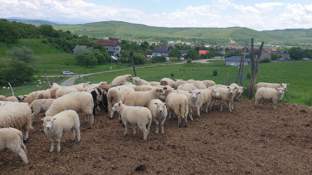 Miei metis carne
