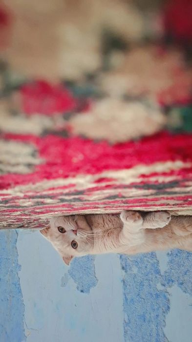 Шотладский вислоухий