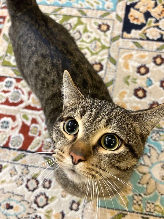 Кот ищет новый дом