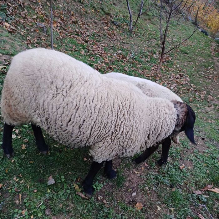 Berbec Suffolk de vanzare