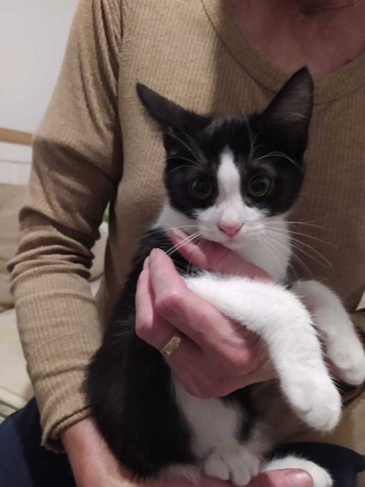 Adoptie Pisicute