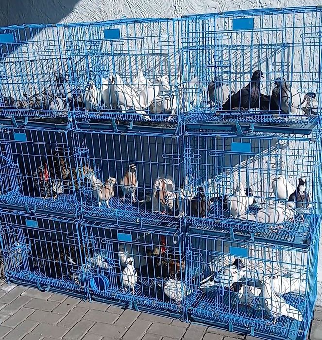 Продам голубей разной Породы