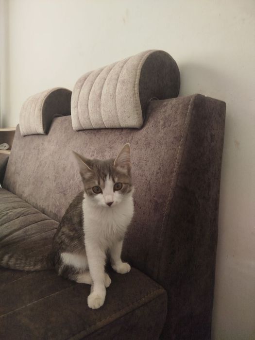 Mushukcha  qiz bola Срочно! Отдам даром