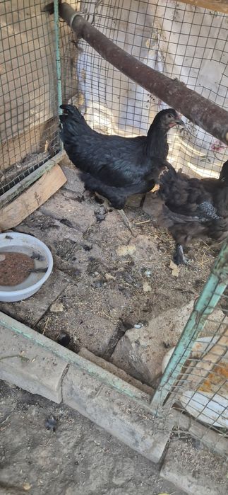 Qora shaxzoda xoroz tovuqlar sotaman