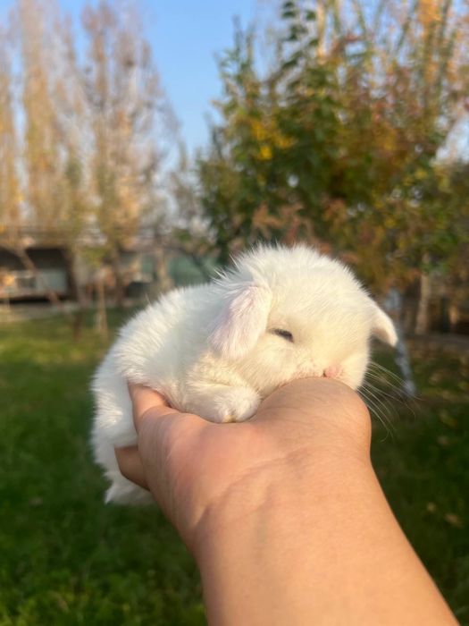 Dekorativni quyonlar sotiladi