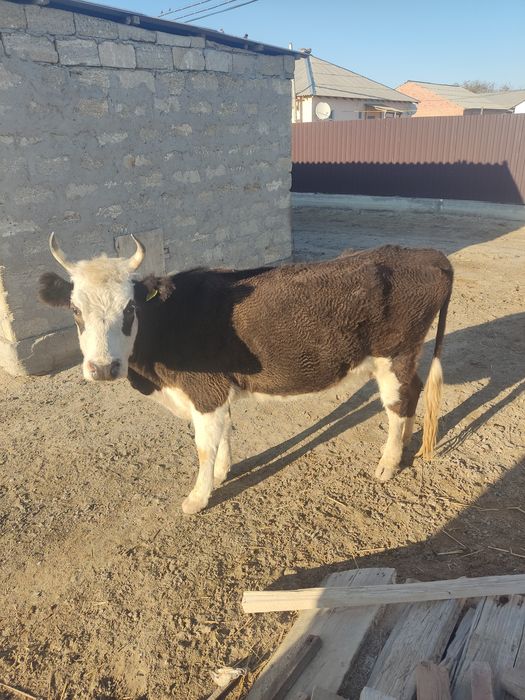 Сиыр сатыладыыыы