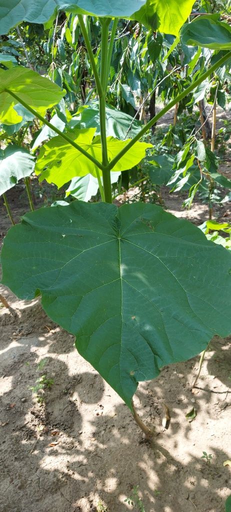 paulownia cotevisa 2 și shantong 4