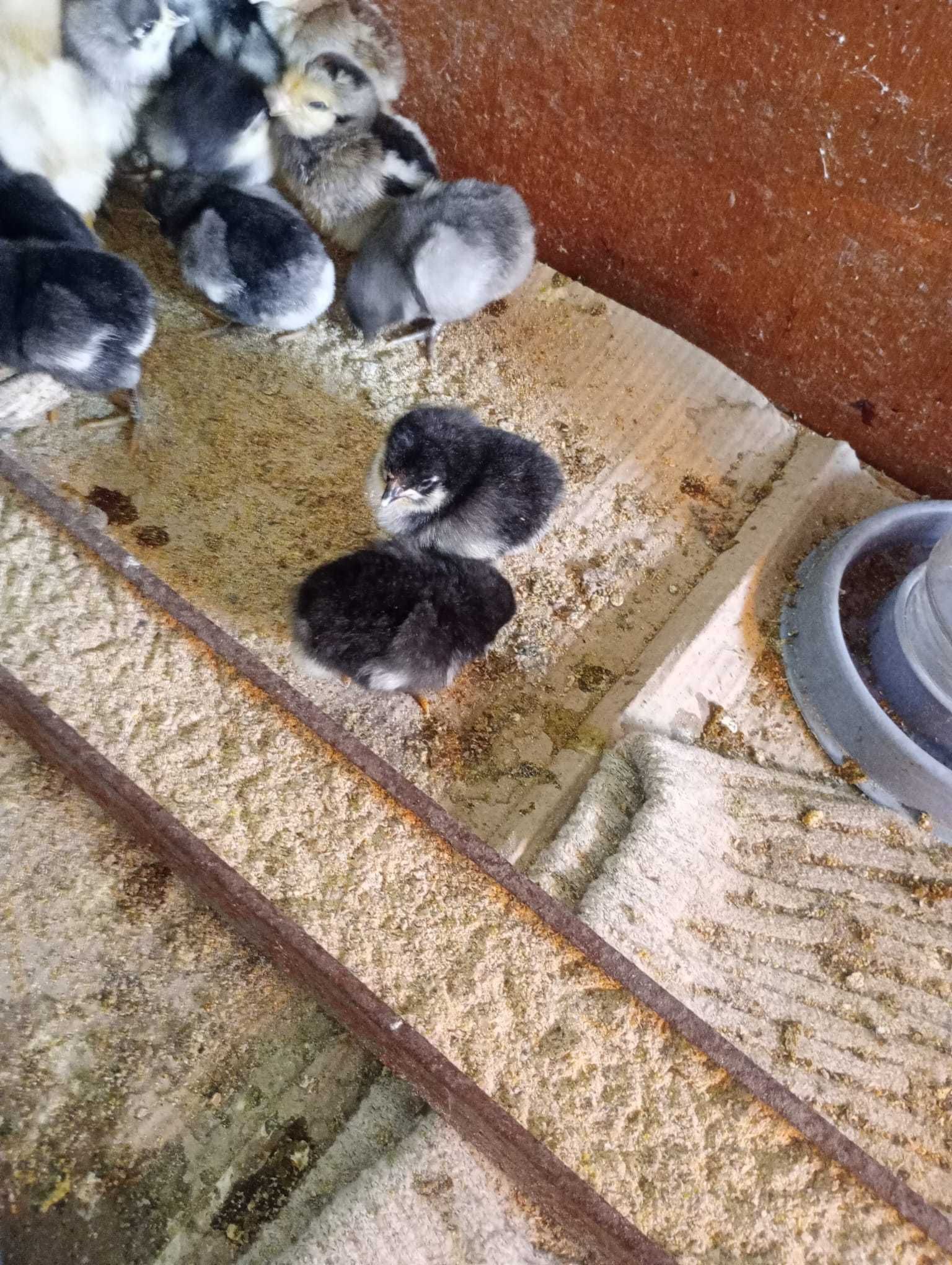 Pui  rasa australorp negru si albastru,  italian potarnichiu