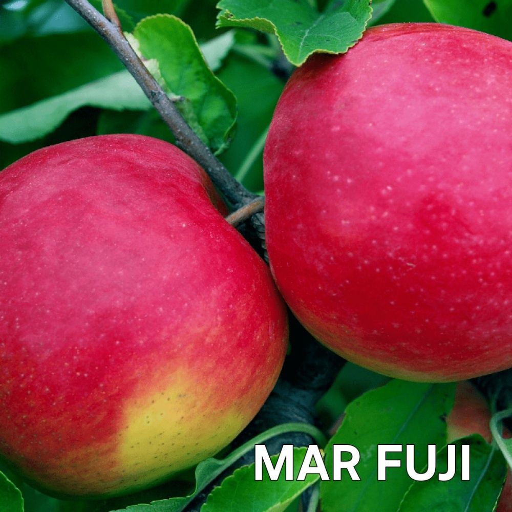 Mar Soiul Fuji..