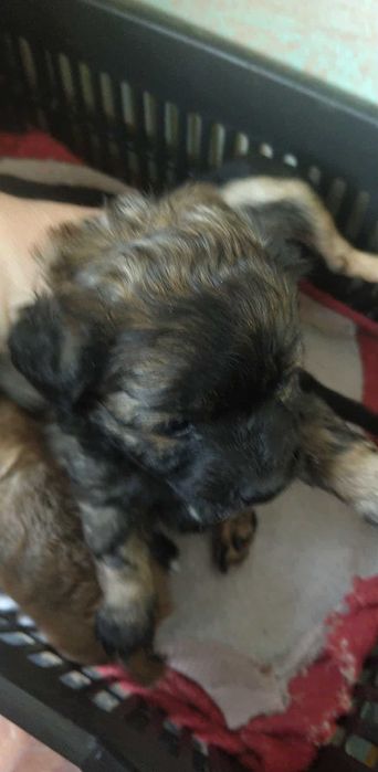 Дребни кученца пазачи