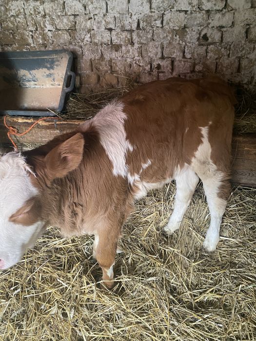 vand 2 vitele frumoase