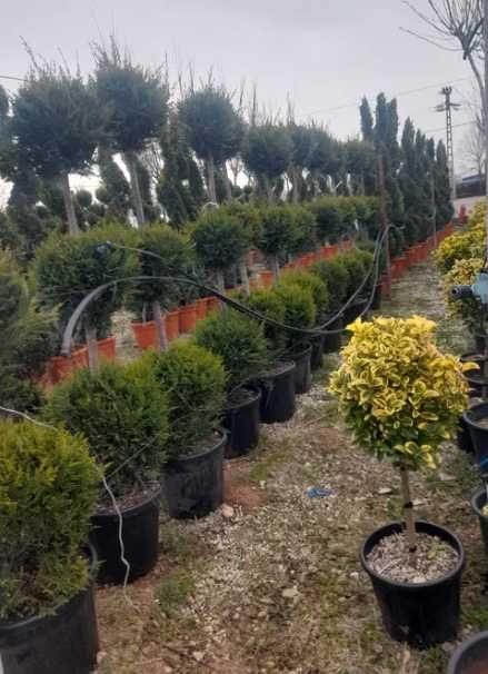 Plante decorative Oriunde in tara Calitate extra