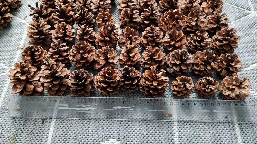 Lot 100 conuri decorative de pin