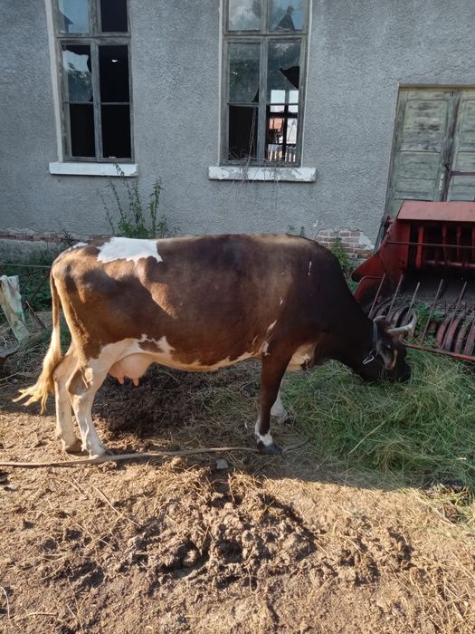Vaca de vanzare pentru cei interesa și balotierati