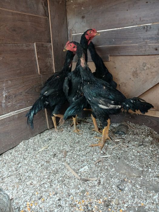 Qoni toza qoratoylar sotildi