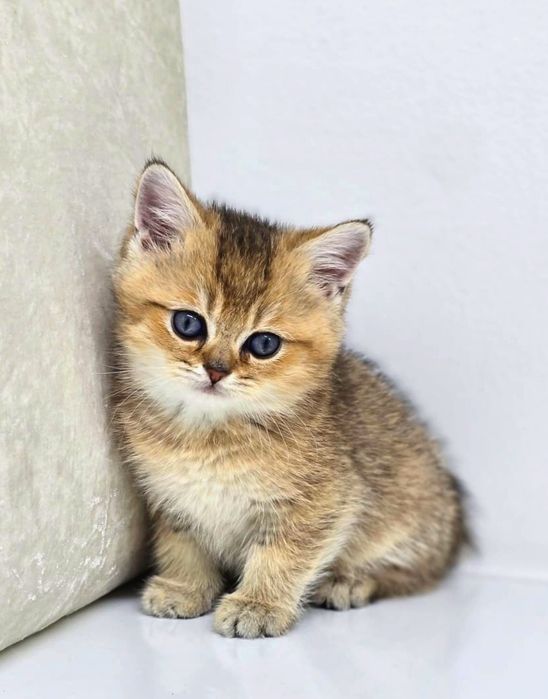 Британские девули