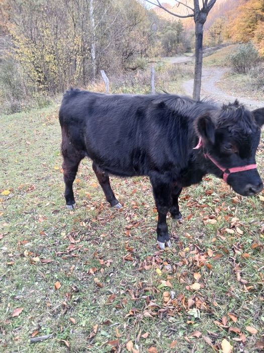 Manzata de vânzare. Mai multe detalii în privat