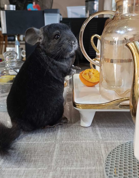 Шиншиллы разных окрасов