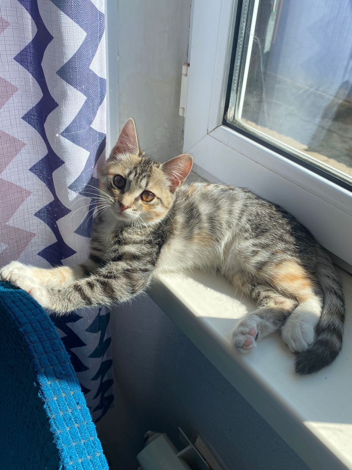 Милые  котята девочки. Отдам в добрые руки.
