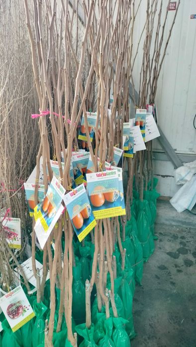 Rodiu Smochin Kaki Aronia vita de vie si pomi fructiferi