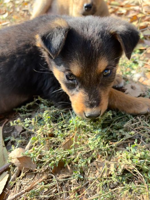 Щенки ласковые, ручные