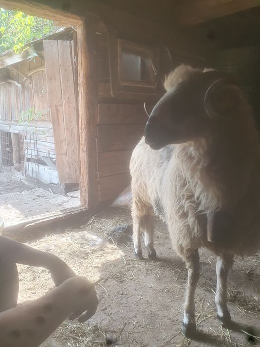 Vând mior de un an și 3 luni