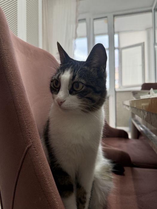 Кот домашний