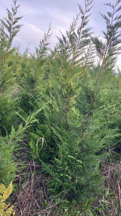 Cupressocyparis Leylandii