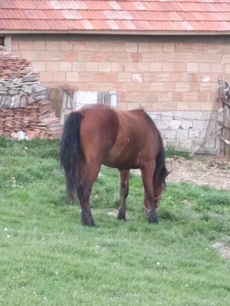 Vand noatina face 2 ani în iulie