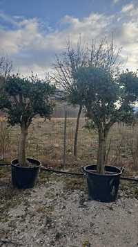 Măslin bonsai preț producător.