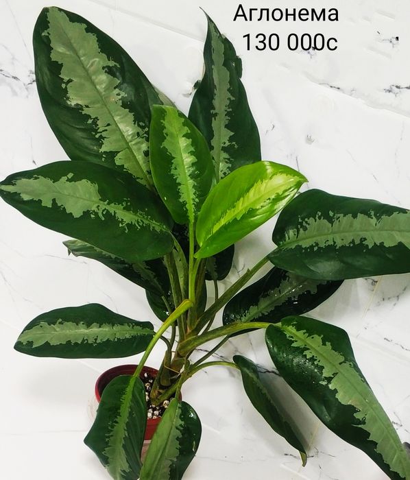 Комнатные цветы.