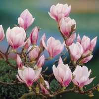 Vând magnolia sulangiana și grande flora preț accesibil