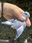 Papagali Forpus Coelestis (Micul Celest)