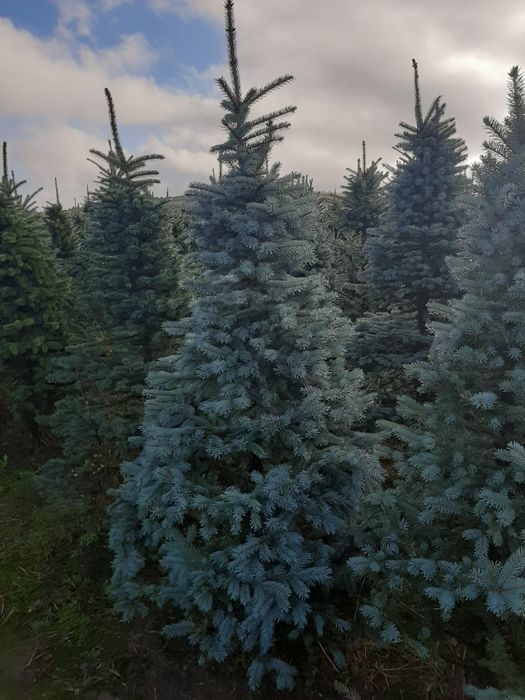 Vindem Brazi Tuia mesteacăn tei platan stejar frasin magnoli