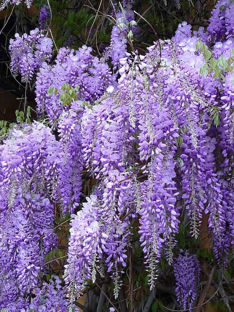 Seminte Glicină cu flori mov (Wisteria sinensis)