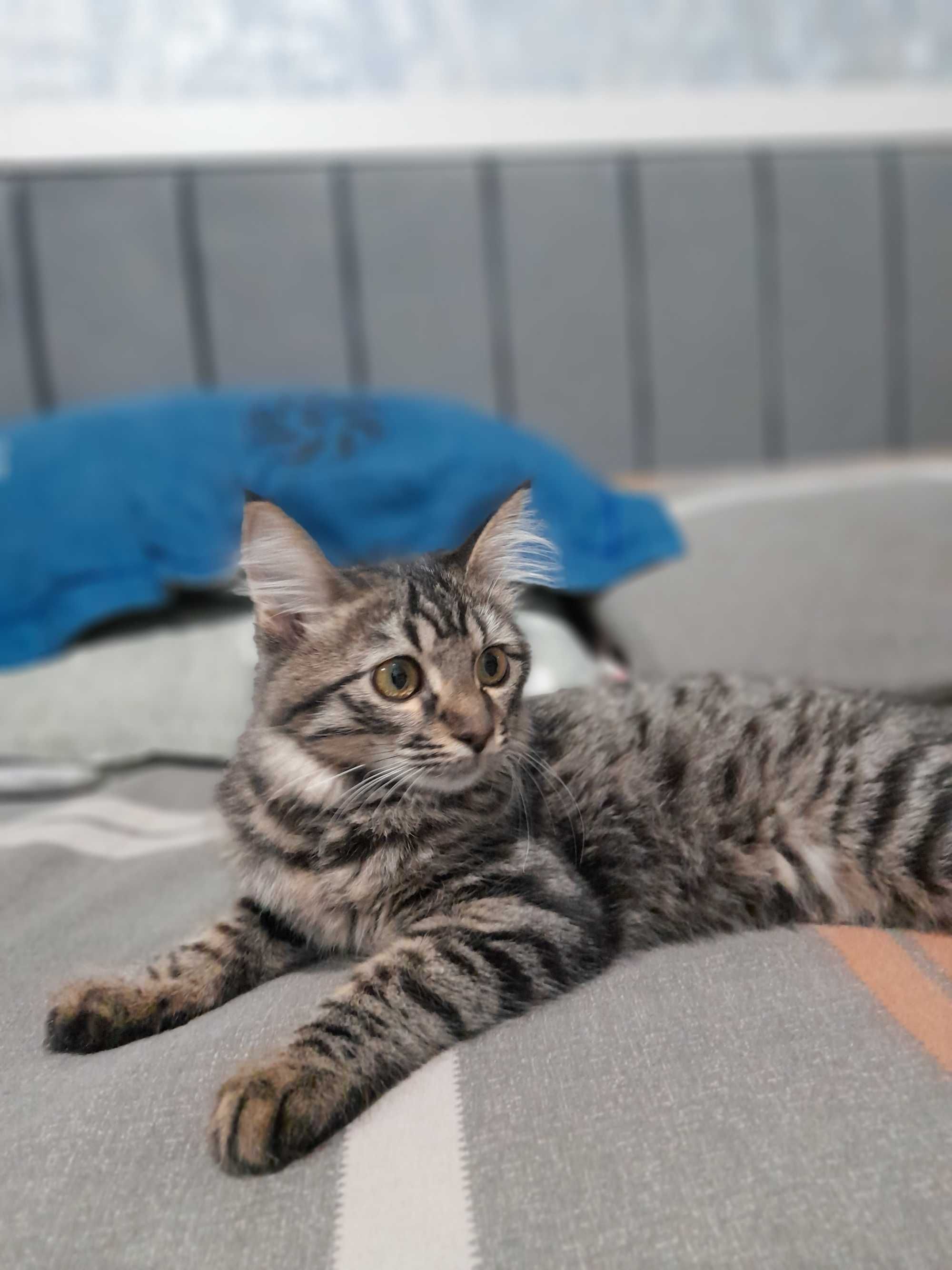 koshka domashniy