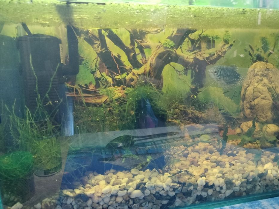 Vând gourami si betta